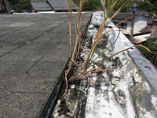 防水層を破って草が生えている